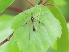 Ptychoptera contaminata