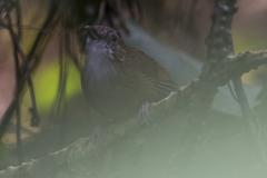 Malacocincla abbotti