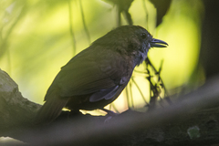 Malacocincla abbotti