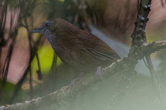 Malacocincla abbotti