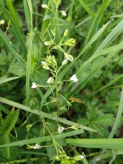 Veronica ceratocarpa