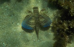 Dactylopterus volitans