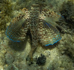 Dactylopterus volitans