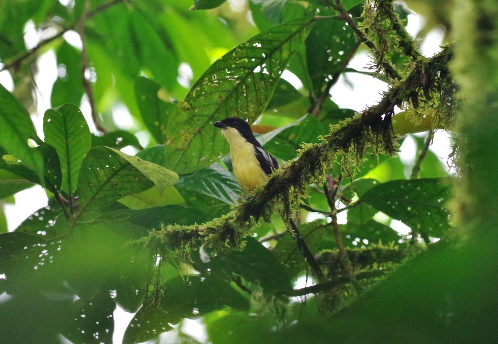 Sao Tome Fiscal