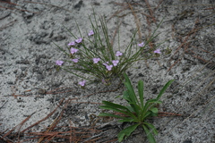 Callisia graminea