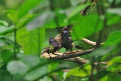 Dreptes thomensis