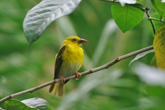 Ploceus princeps