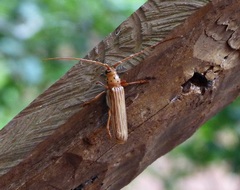 Coccoderus novempunctatus