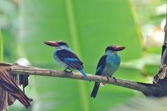 Halcyon malimbica dryas