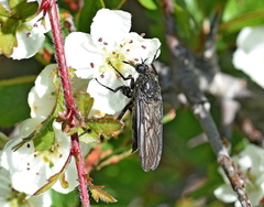 Empis ciliata