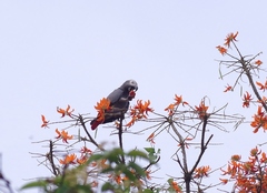 Psittacus erithacus princeps