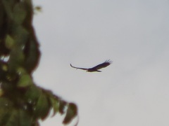 Cathartes melambrotus