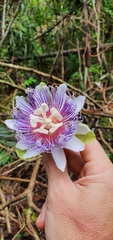 Passiflora nitida