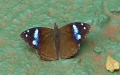 Cybdelis phaesyla