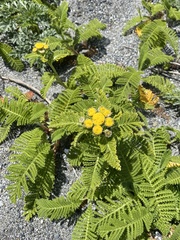 Tanacetum bipinnatum