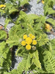 Tanacetum bipinnatum