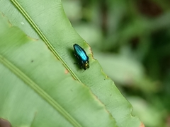 Endelus cupido