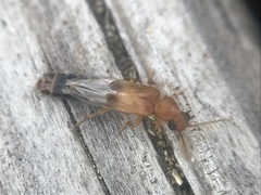 Distremocephalus texanus