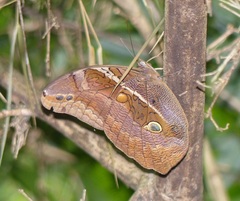 Eryphanis reevesii pusillus