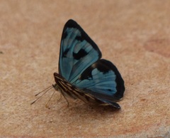 Dynamine postverta postverta