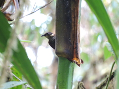 Pseudocolaptes johnsoni