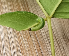 Notocelia cynosbatella