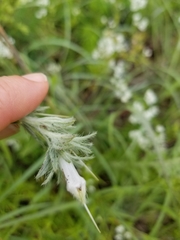 Lithospermum bejariense