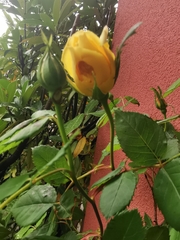 Notocelia cynosbatella