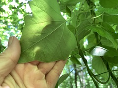 Aristolochia tomentosa