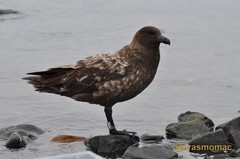 Brown Skua photo 4