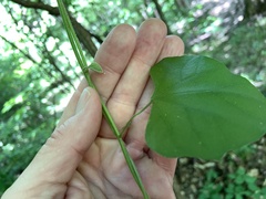 Aristolochia tomentosa