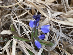Polygala serpyllifolia