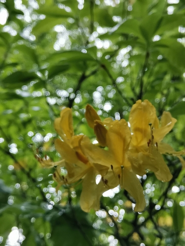 Rhododendron luteum