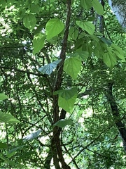 Aristolochia tomentosa