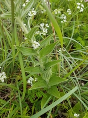 Lithospermum bejariense