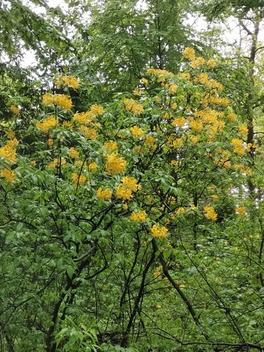 Rhododendron luteum