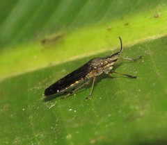 Raphirhinus phosphoreus