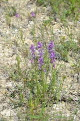 Polygala cretacea