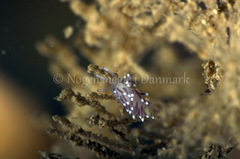 Cuthonella concinna