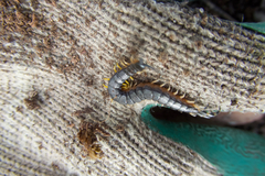 Scolopendra laeta
