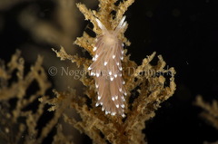 Cuthonella concinna
