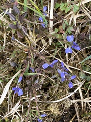 Polygala serpyllifolia