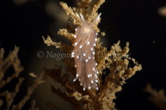 Cuthonella concinna