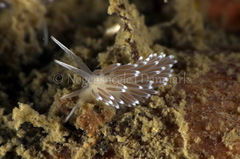 Cuthonella concinna
