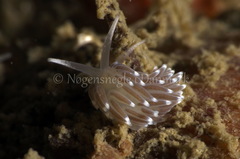 Cuthonella concinna