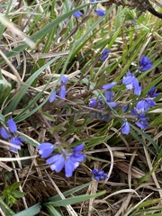 Polygala serpyllifolia