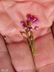 Erica multumbellifera