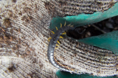 Scolopendra laeta