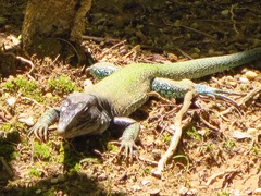 Ameiva atrigularis