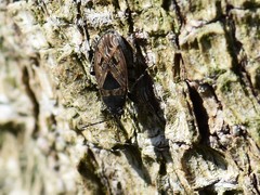 Trapezonotus arenarius